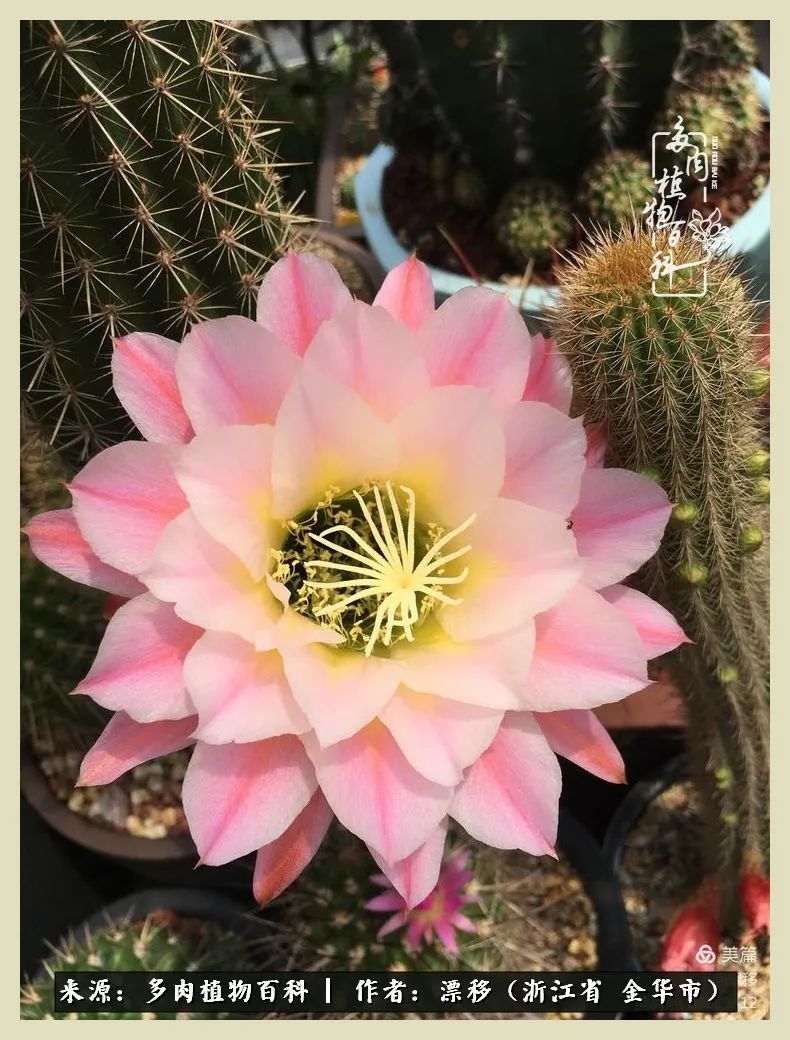 仙人球开花并散发着香味,仙人球花盛开吐露芬芳