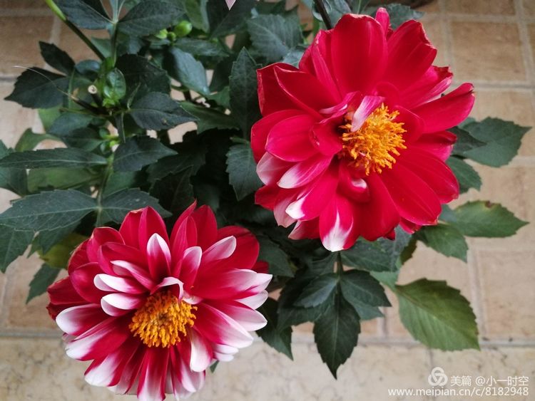 诗情花意,诗情花意唯美佳作