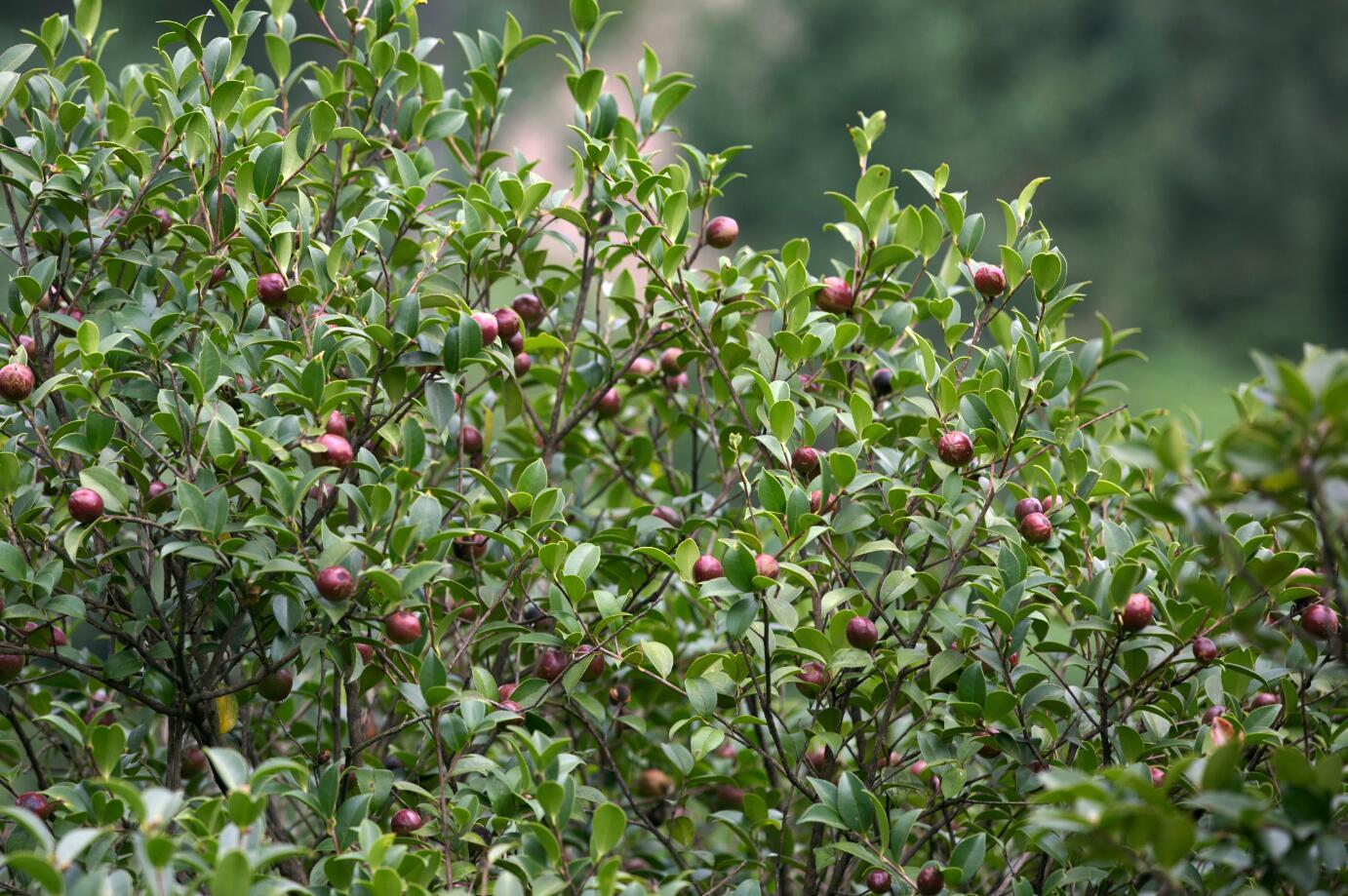 山茶油卖500元一斤,野生山茶油哪里最便宜