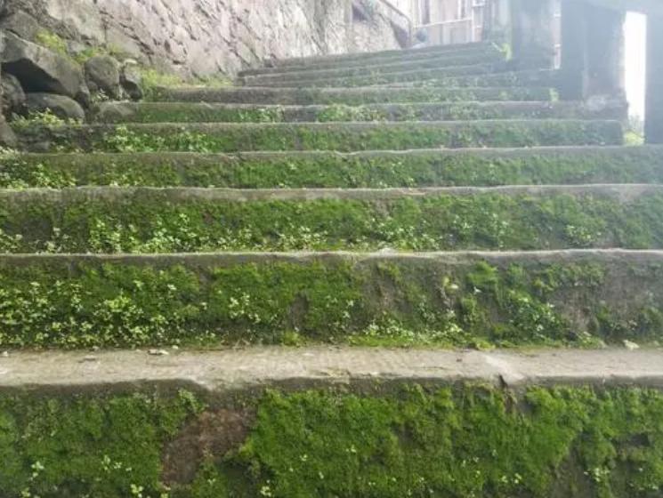 石板青苔的处理方法,青石青苔路滑怎么处理