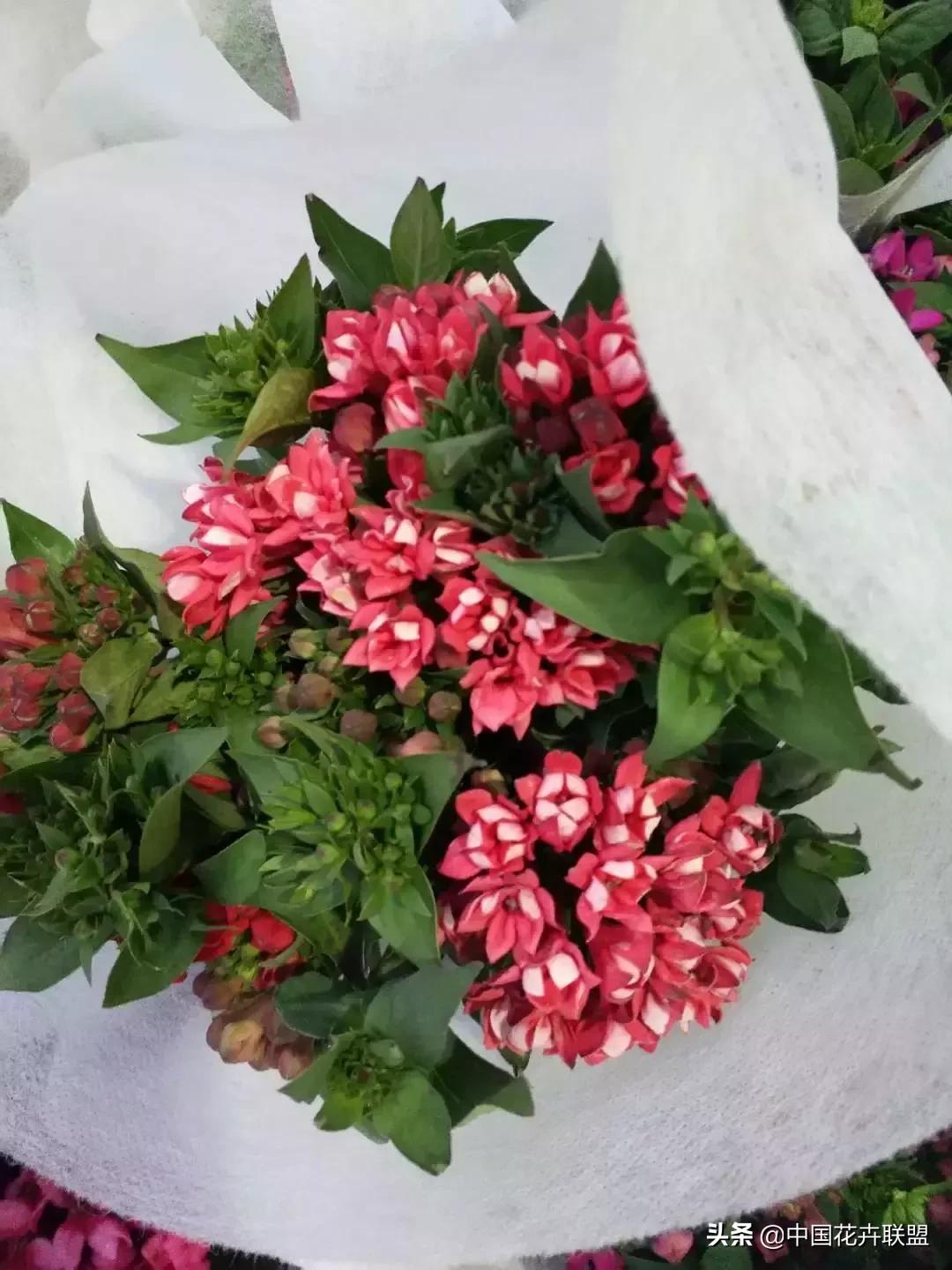 春天花市有哪些花材,便宜又大把的花材有哪些