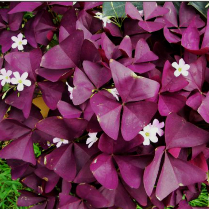 最好看的草花照片,各种草花图