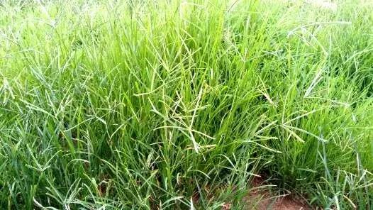 玉米苗前封闭除草剂哪种最好,麦茬玉米打封闭药管用吗