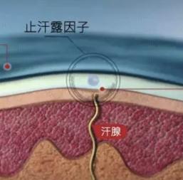 阿迪达斯鞋镇店之宝,阿迪的镇店之宝