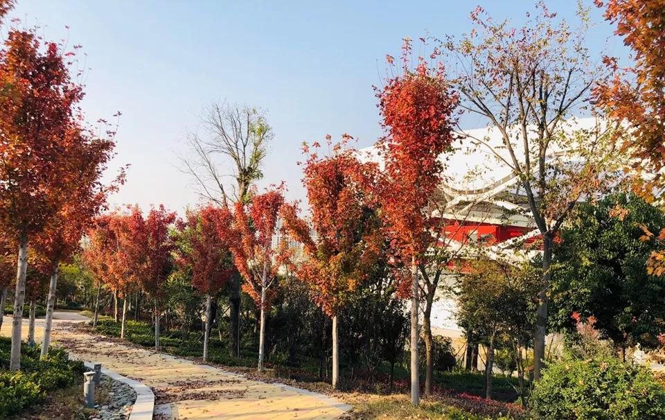 安阳文体中心体育场钢结构,北京建工工人体育场钢结构