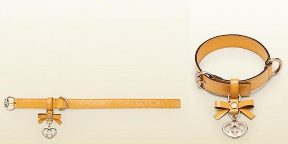 生活在宠物天堂的动物,在天堂的猫狗