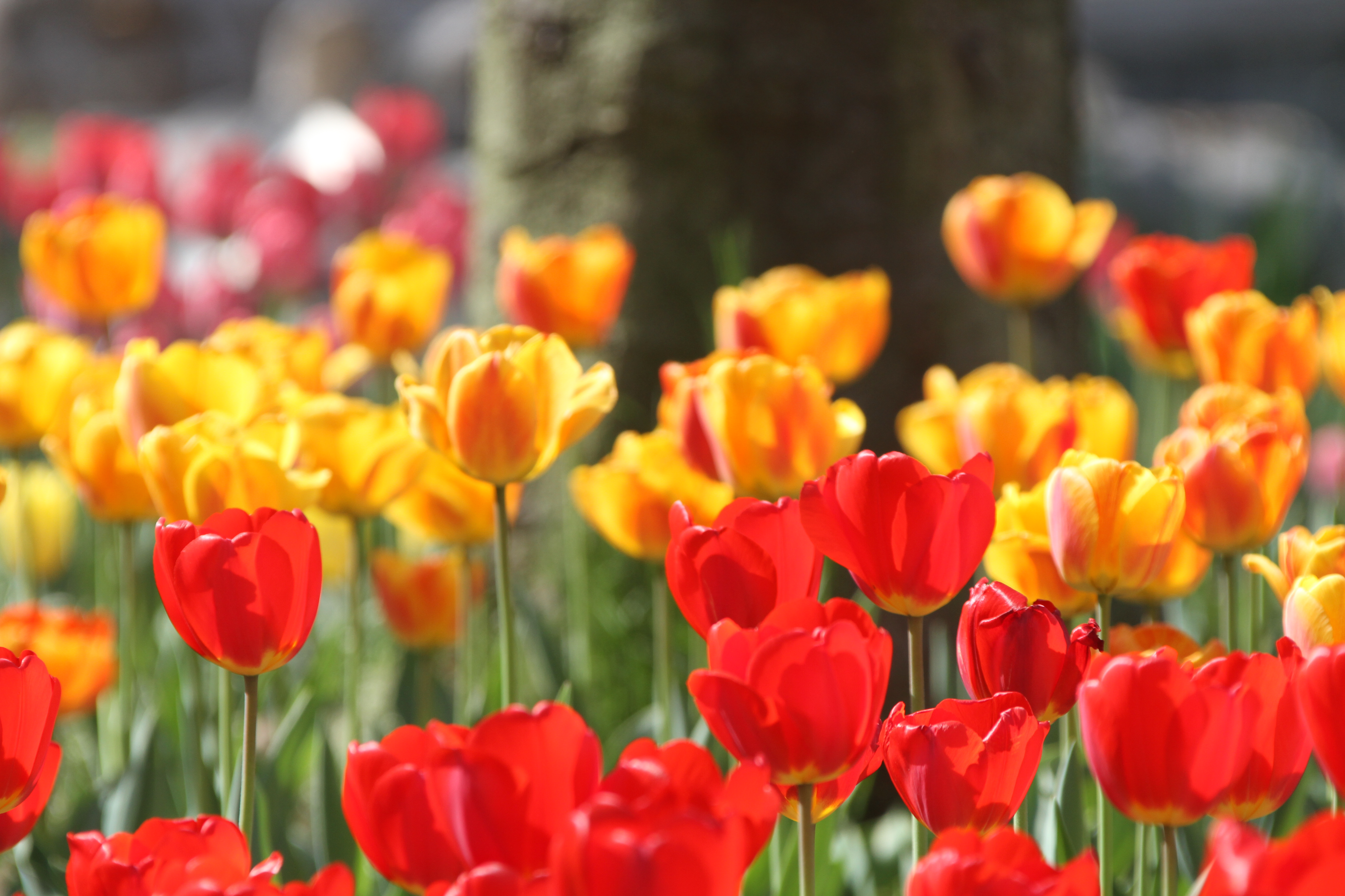 郁金香最美荷兰,郁金香微笑花