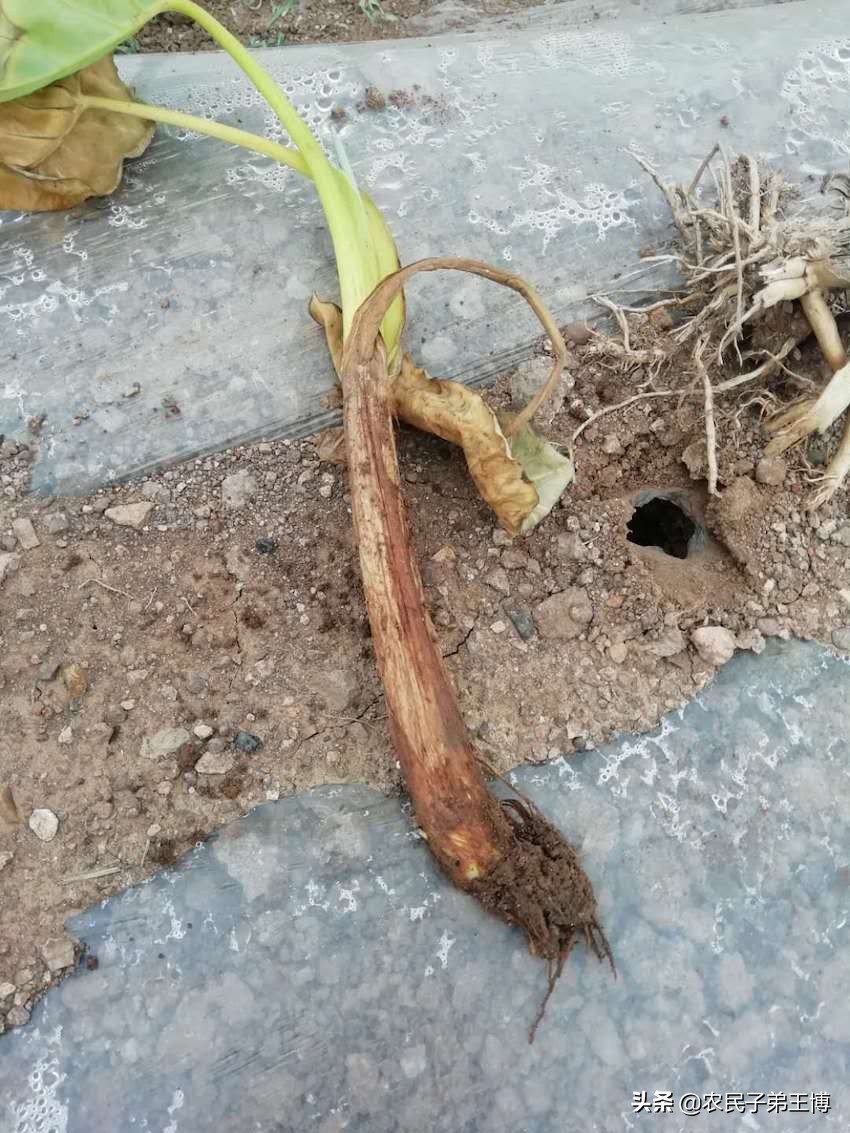 芋头烂苗原因及对策,芋头烂根死棵原因
