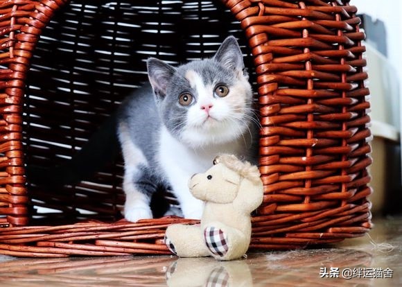 棉花被子被猫尿了怎么办,猫舍怎么避免公猫乱尿