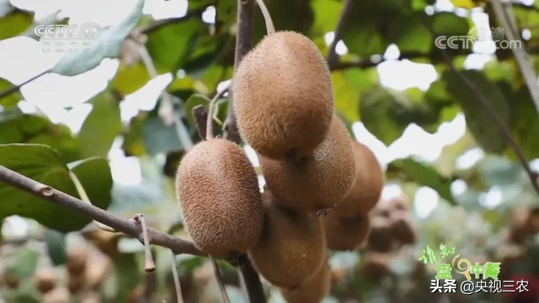 猕猴桃干泡茶维生素多吗,猕猴桃可以用热水泡软