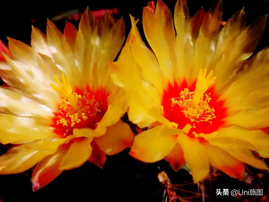 最幽静古韵江南唯美夜景风景,带你看夏日高原怡人的风景