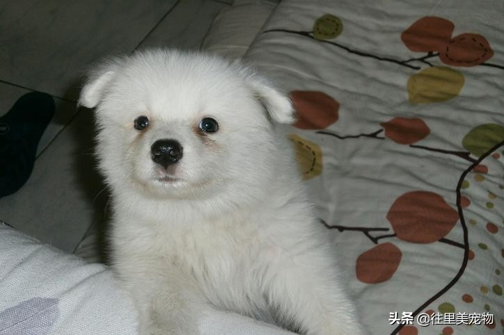 买萨摩耶要几块钱才能买到,几百块钱可以买萨摩耶吗