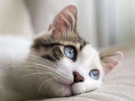 家里养猫咪怎么样才能除臭,家里养的猫咪觉得脏怎么办