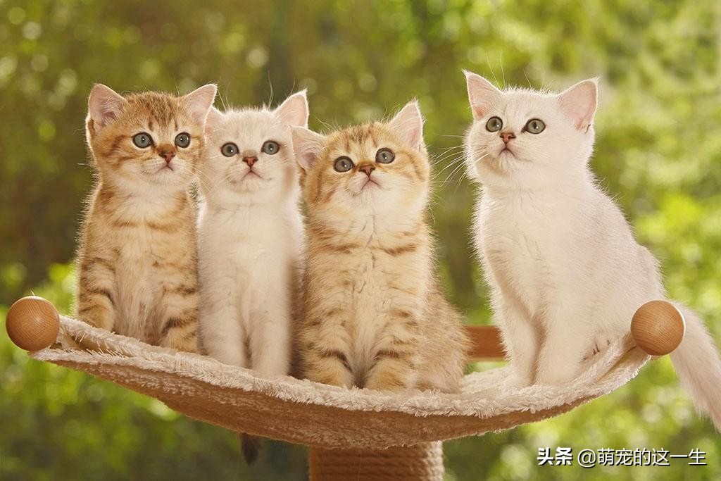 盘点那些平时比较不挑食的猫咪,猫咪挑食只吃加猫罐头的粮怎么办