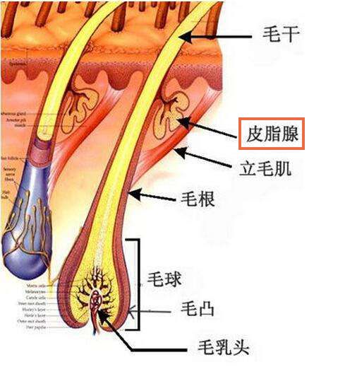 为什么很多女生化完妆会油腻？做好这两点，拥有清爽好肤感