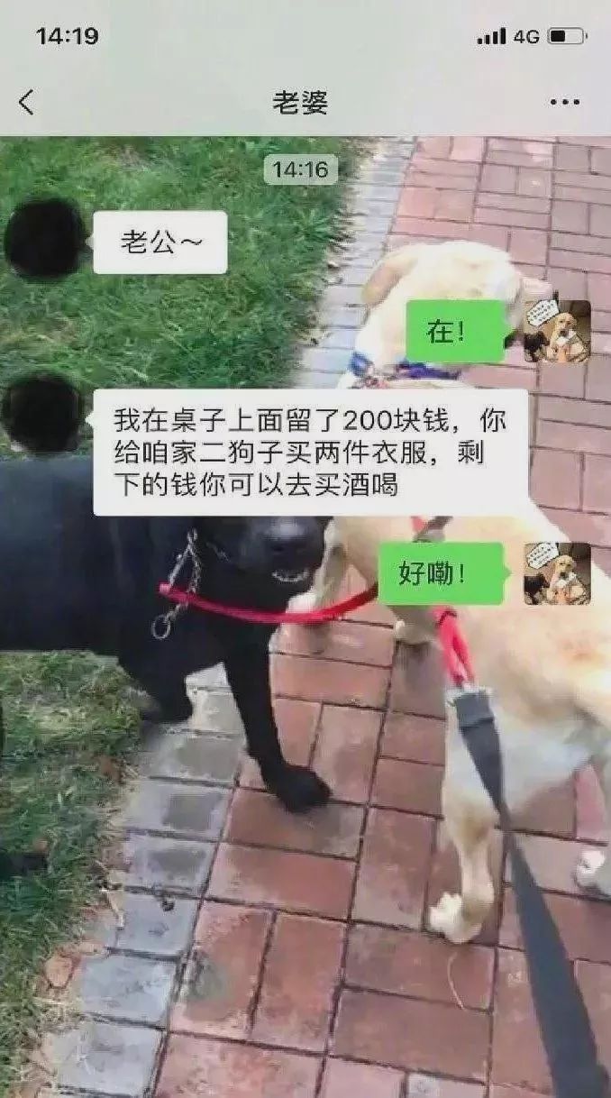 说好的给狗子买衣服呢？碰上不靠谱的铲屎官，狗子有苦难言