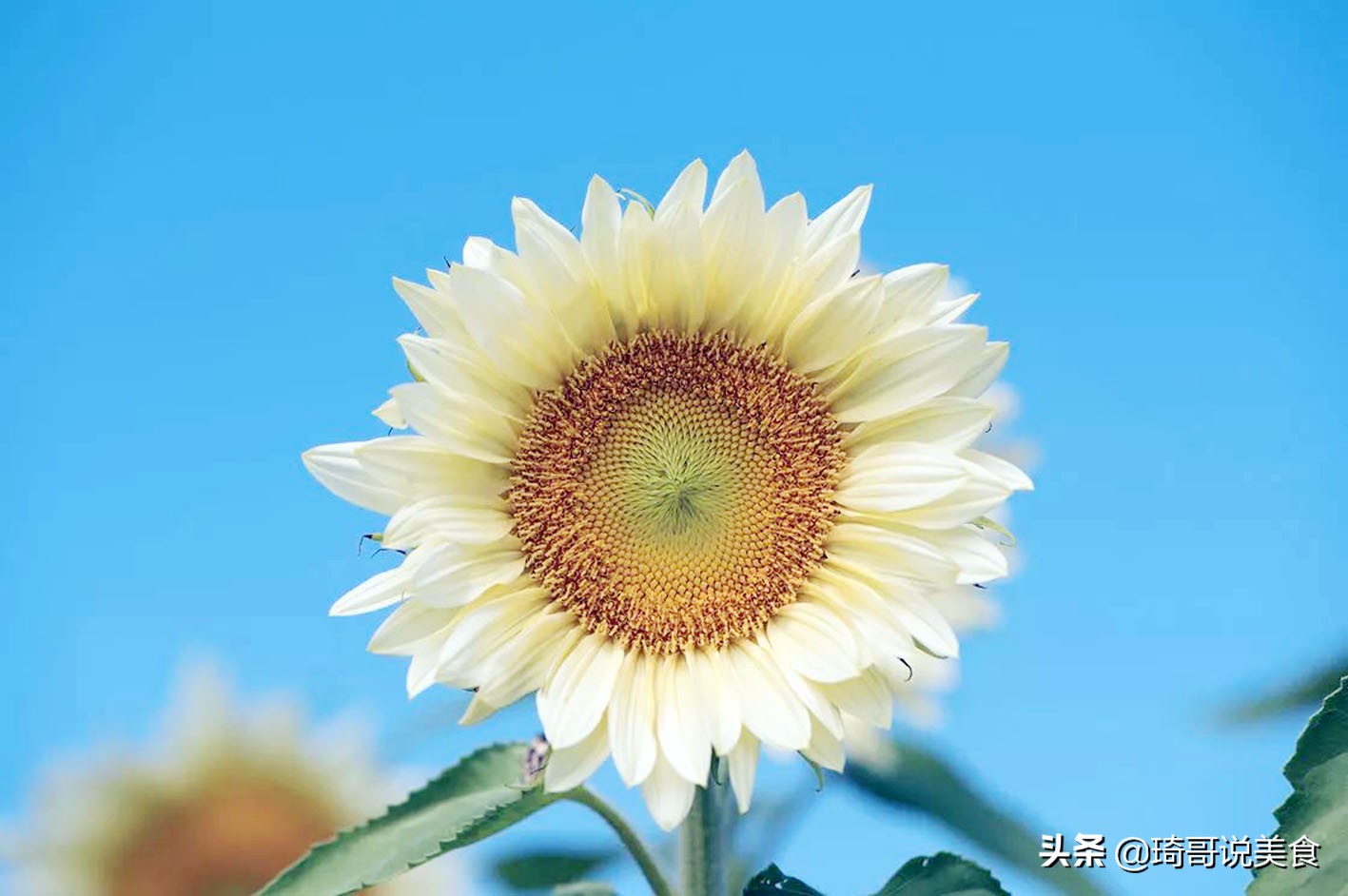 马牙瓜子好吃么,新疆雪葵马牙瓜子