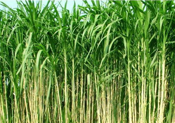 种草养牛与买草料利润比较,现在农村老人养牛