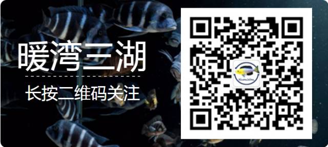 三湖慈鲷鱼病治疗大全,三湖慈鲷有病是什么样子的