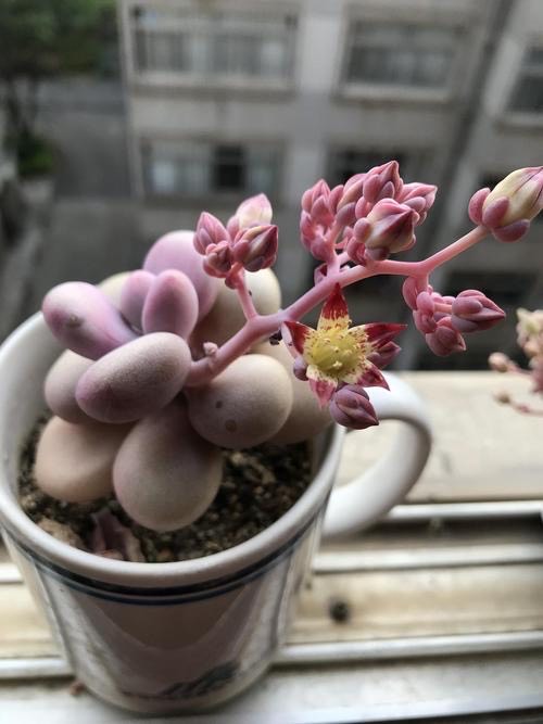 多肉法师开花需要剪掉吗,单头小多肉开花了怎么剪掉