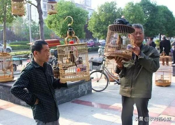 养鸟十大经验语录,养鸟十大必背口诀