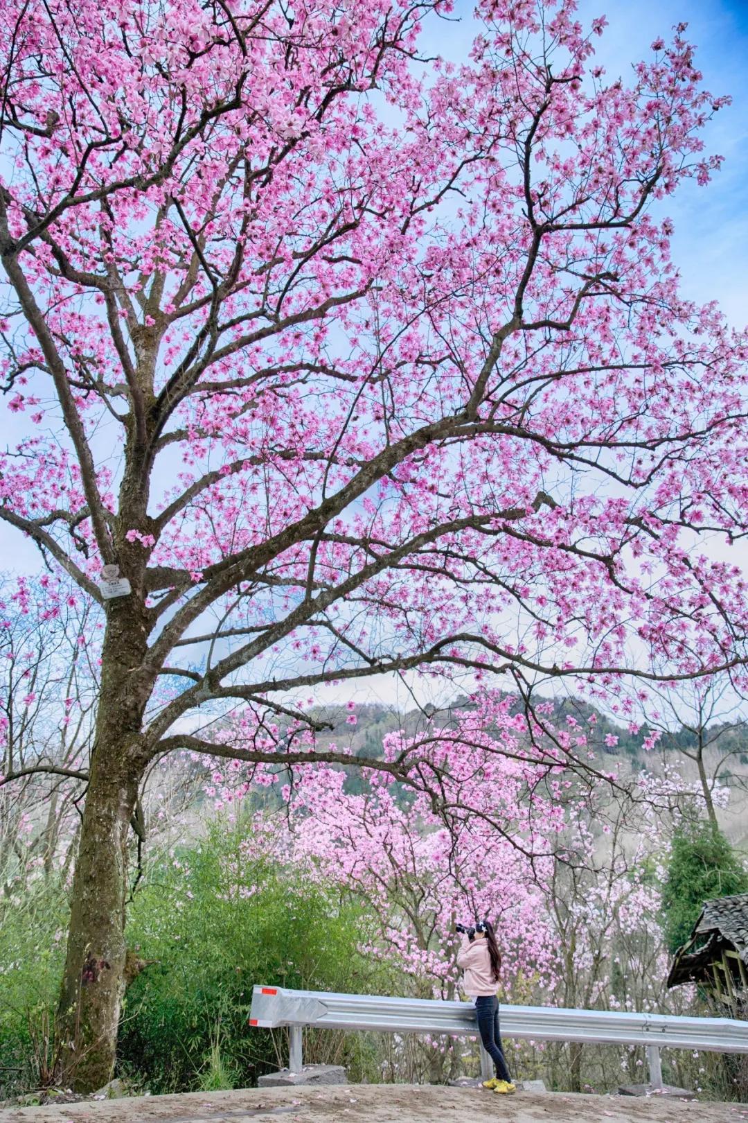 李子柒家乡成旅游景点,李子柒乡愁