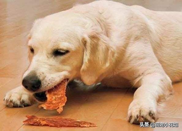 狗狗到底适不适合吃生骨肉,狗狗吃生猪肉有危害吗