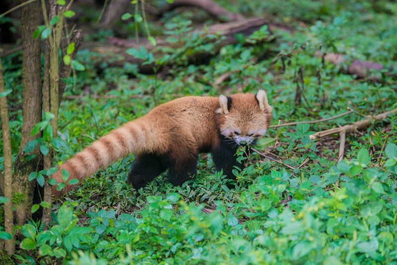 成都大熊猫去哪看,成都看大熊猫到哪里去看