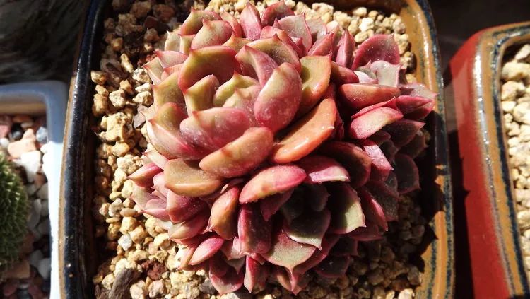 爱机车，爱多肉，宝妈花姐的诗和远方