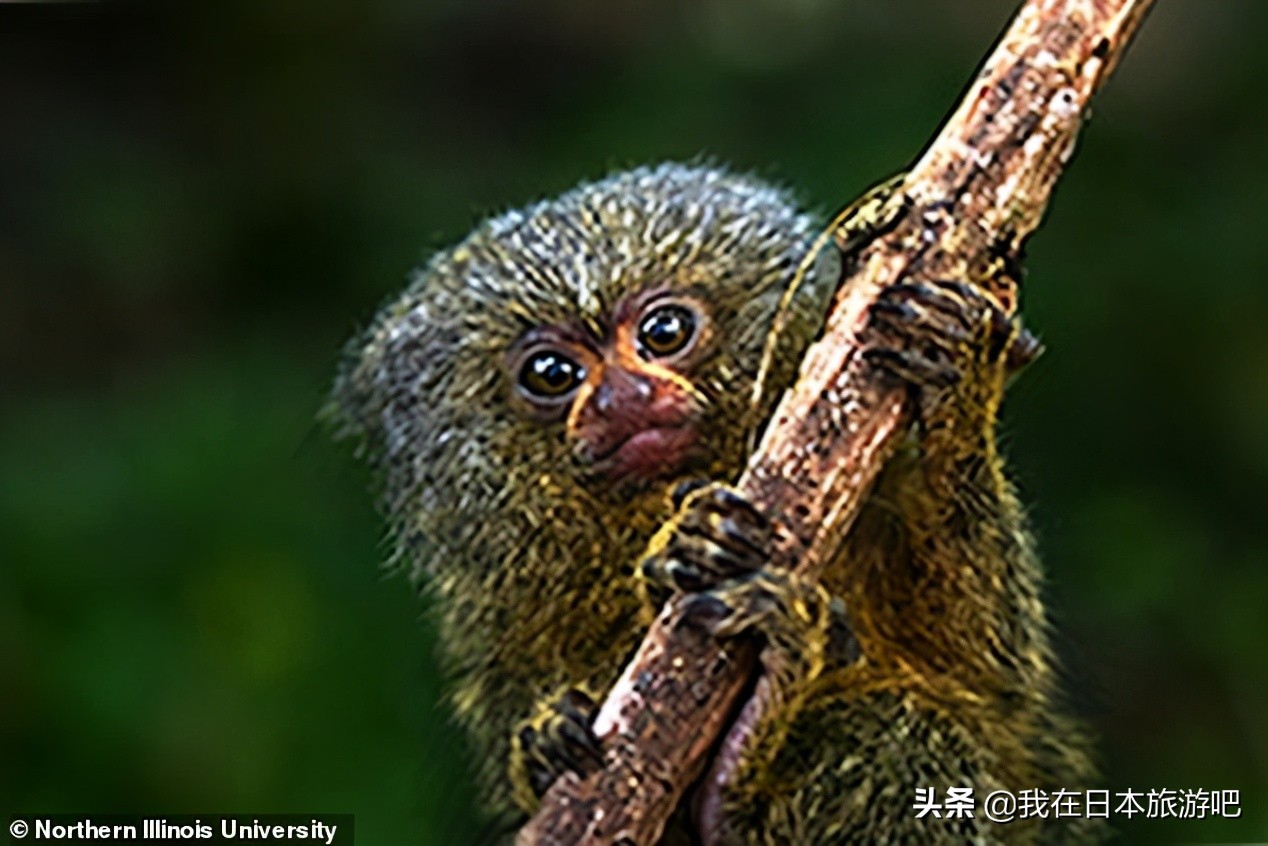 世界上最小的猴子和大猩猩,世界上最小的猴子有哪些