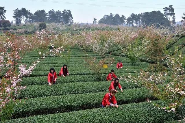 3月底蒲江十大网红打卡地,蒲江旅游十大必去景点
