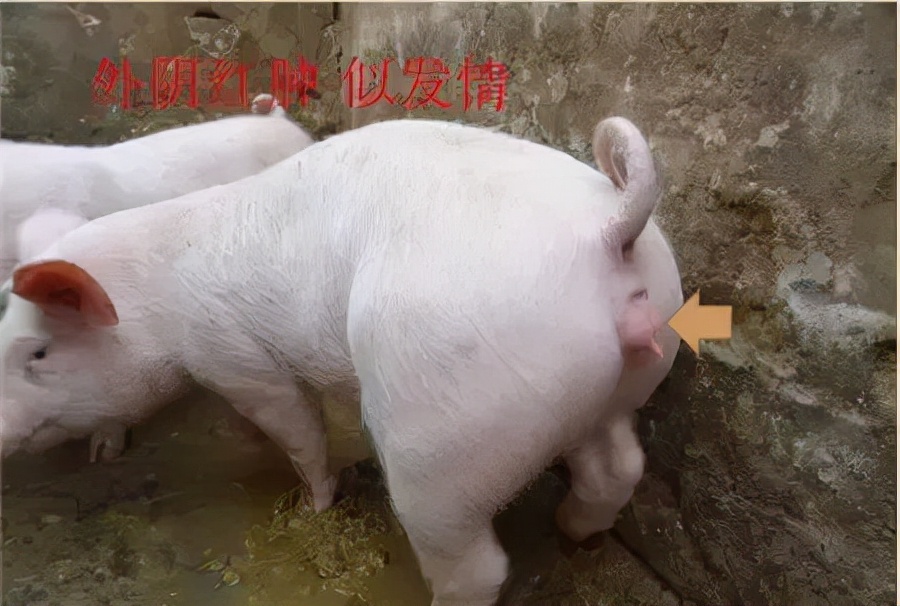 猪霉菌毒素中毒有什么症状,霉菌毒素超标猪容易得哪些病