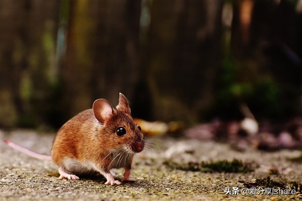 人类为什么不能灭绝老鼠,人类灭绝后老鼠成功进化出聪颖