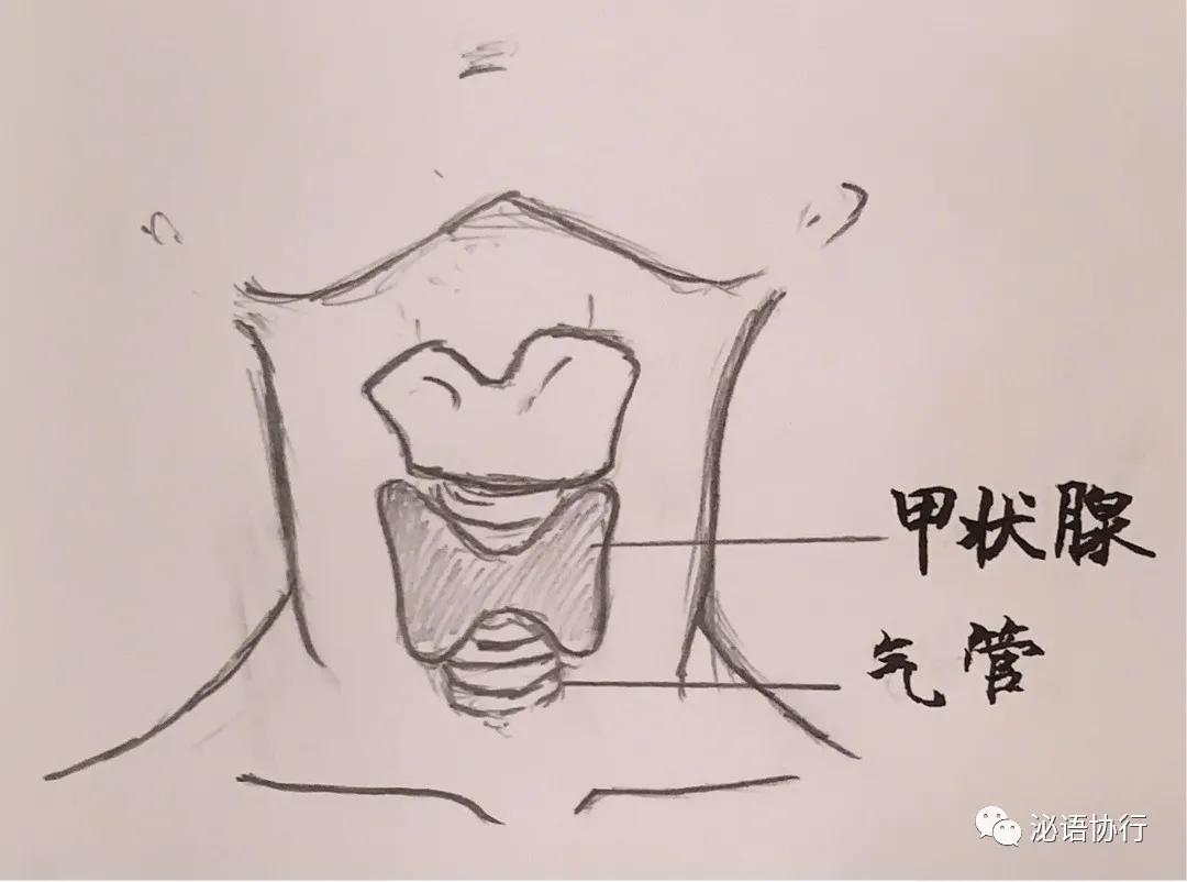 甲状腺功能解读,甲状腺功能临床解读