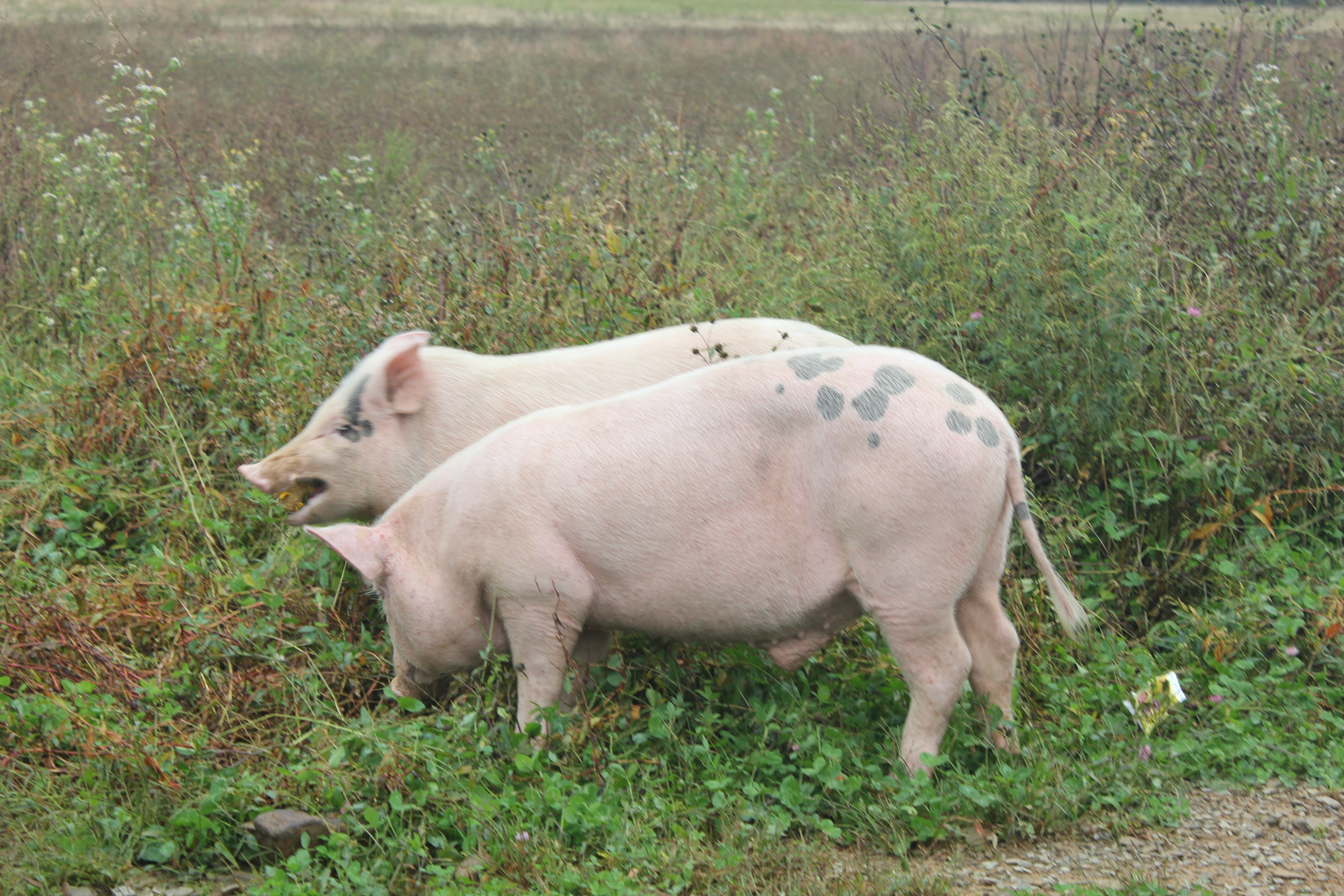 雨中神农架探秘之旅｜国庆节武汉至神农架自驾游攻略分享