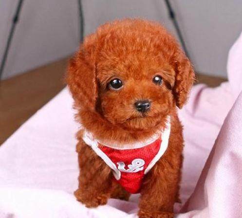 新手饲养泰迪犬的四大关注事项,新手养泰迪犬需要关注些什么