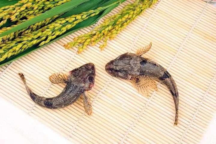 中国最好吃的4大淡水鱼,中国特别好吃的10种淡水鱼