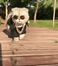 猫步怎么走八字步,猫步的基本动作图片