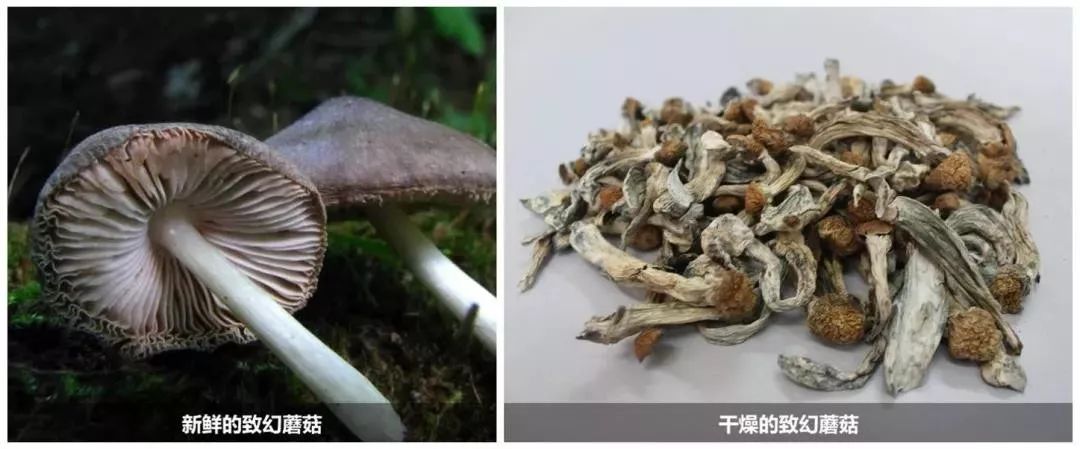 禁毒知识毒品的危害答案,禁毒科普要谨慎这些套路都有毒