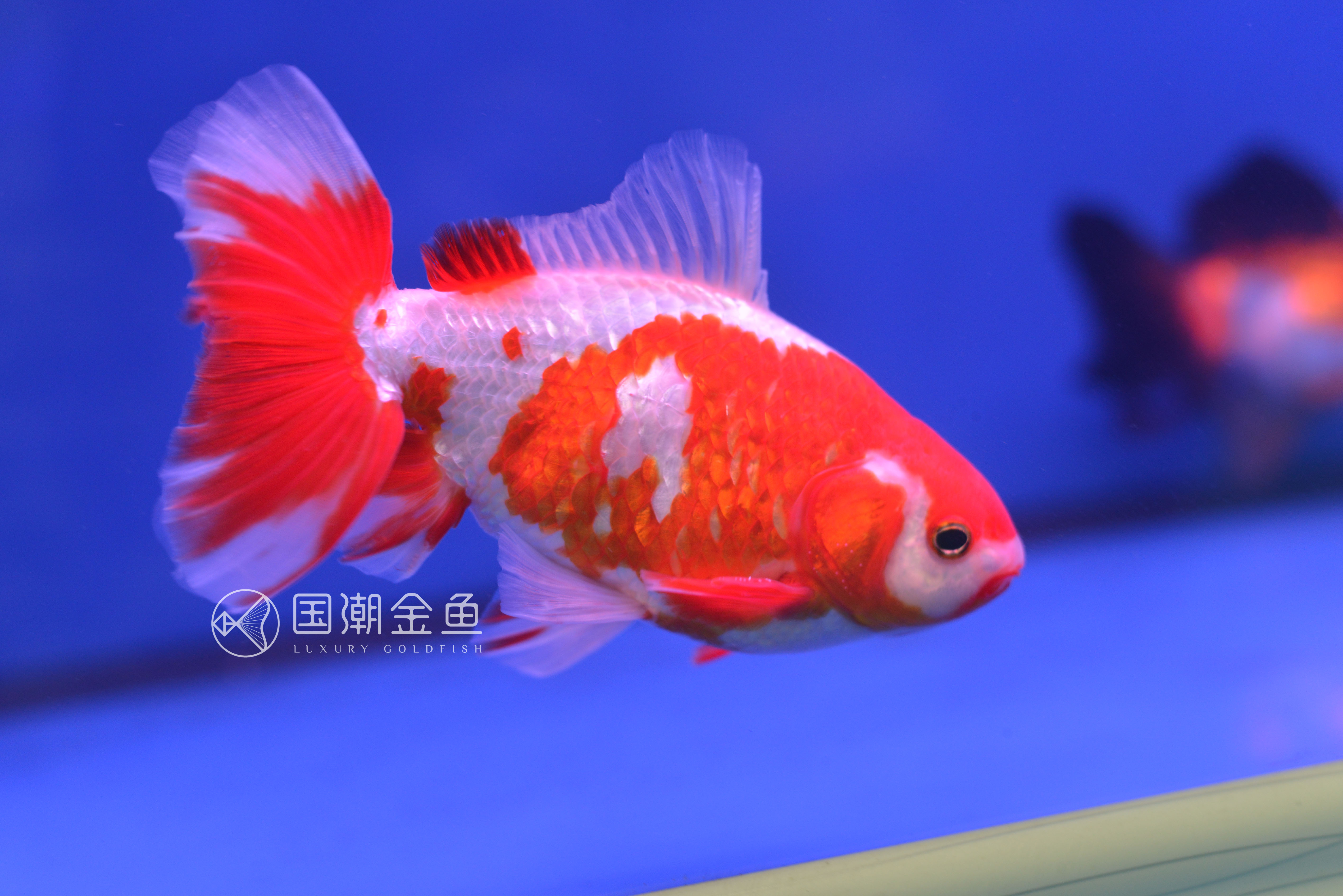 金鱼得了失衡病怎么办,金鱼鱼鳔失调怎么治