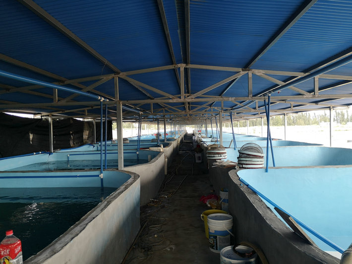 淡水虾哪种最容易养,内地海水养虾最佳水质