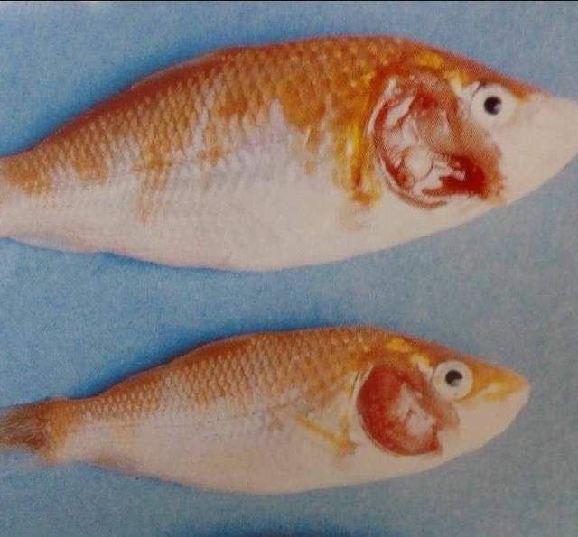 孔雀鱼的常见疾病和治疗,孔雀鱼常见疾病及解决方法