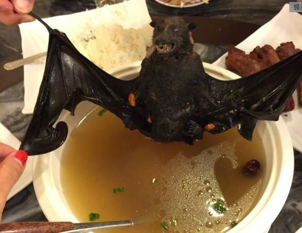 70万只蝙蝠入侵澳洲在什么时间,70万只蝙蝠入侵澳洲是真还是假