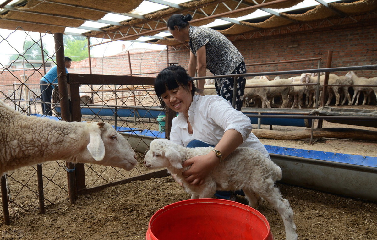 小尾寒羊小羊羔死亡怎么办,小尾寒羊一胎能产吗