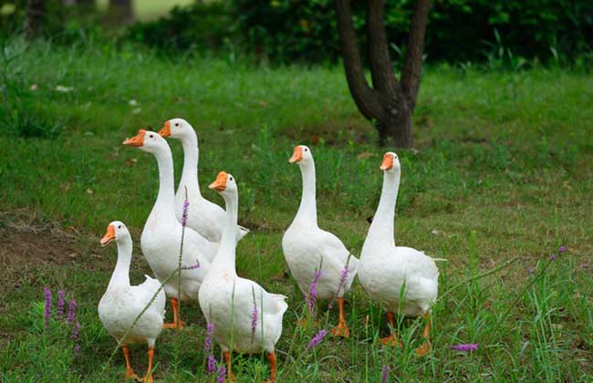 农村养殖一年利润10万元以上项目,农村小成本养殖项目有哪些