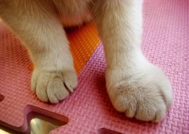 猫咪被蜜蜂蛰了会有生命危险吗,猫咪被蜜蜂蛰了照片