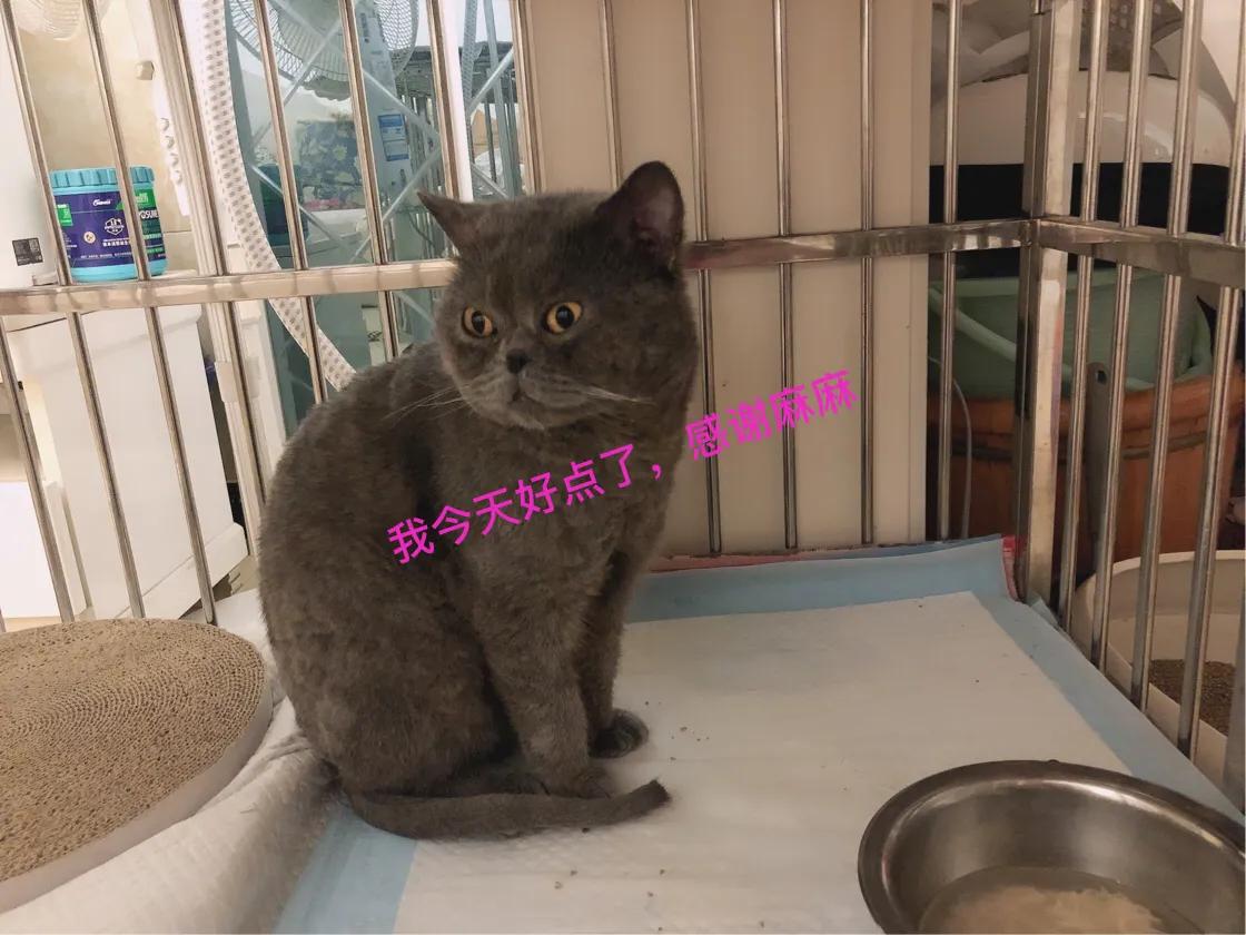 蓝猫加菲和美短能生出什么,蓝猫和长毛加菲猫的混种