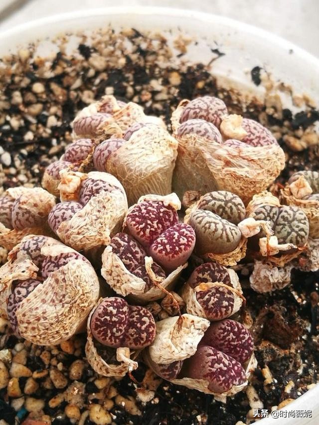 生石花扒皮好还是蜕皮好,生石花蜕皮的正确方法