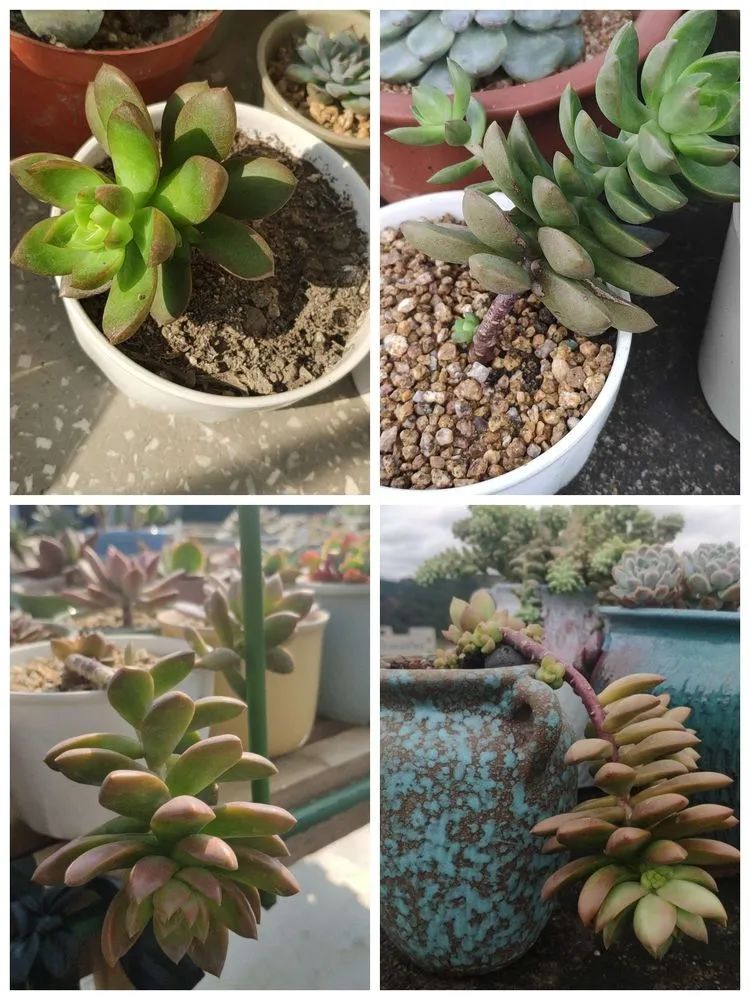 多肉不适合新手养,多肉入坑到什么程度好