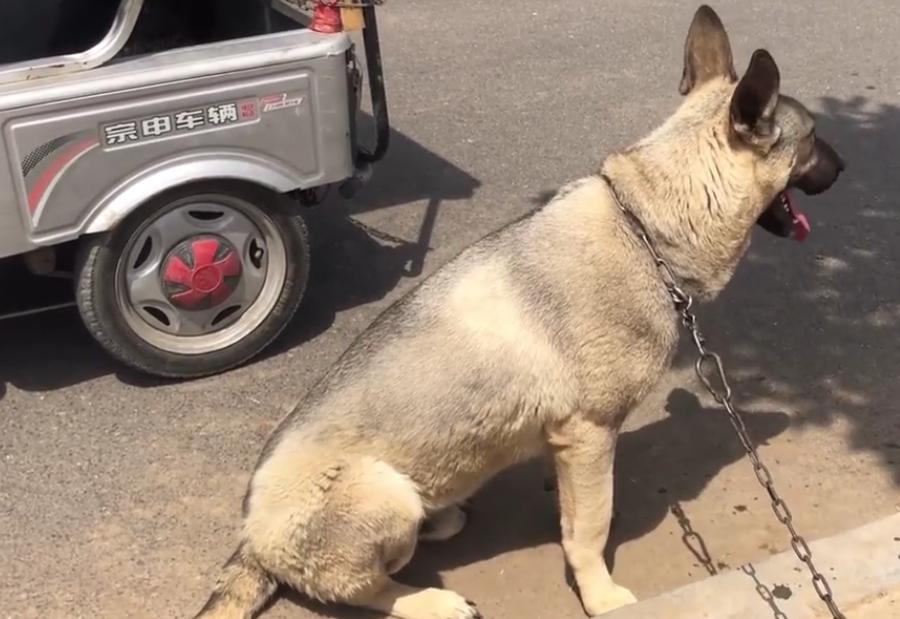 小型宠物狗价格500以下出售,3岁的狗狗就卖不掉了吗